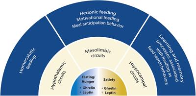 The Role of Ghrelin in Regulating Synaptic Function and Plasticity of Feeding-Associated Circuits